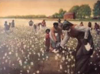People harvesting cotton in a field at sunset.